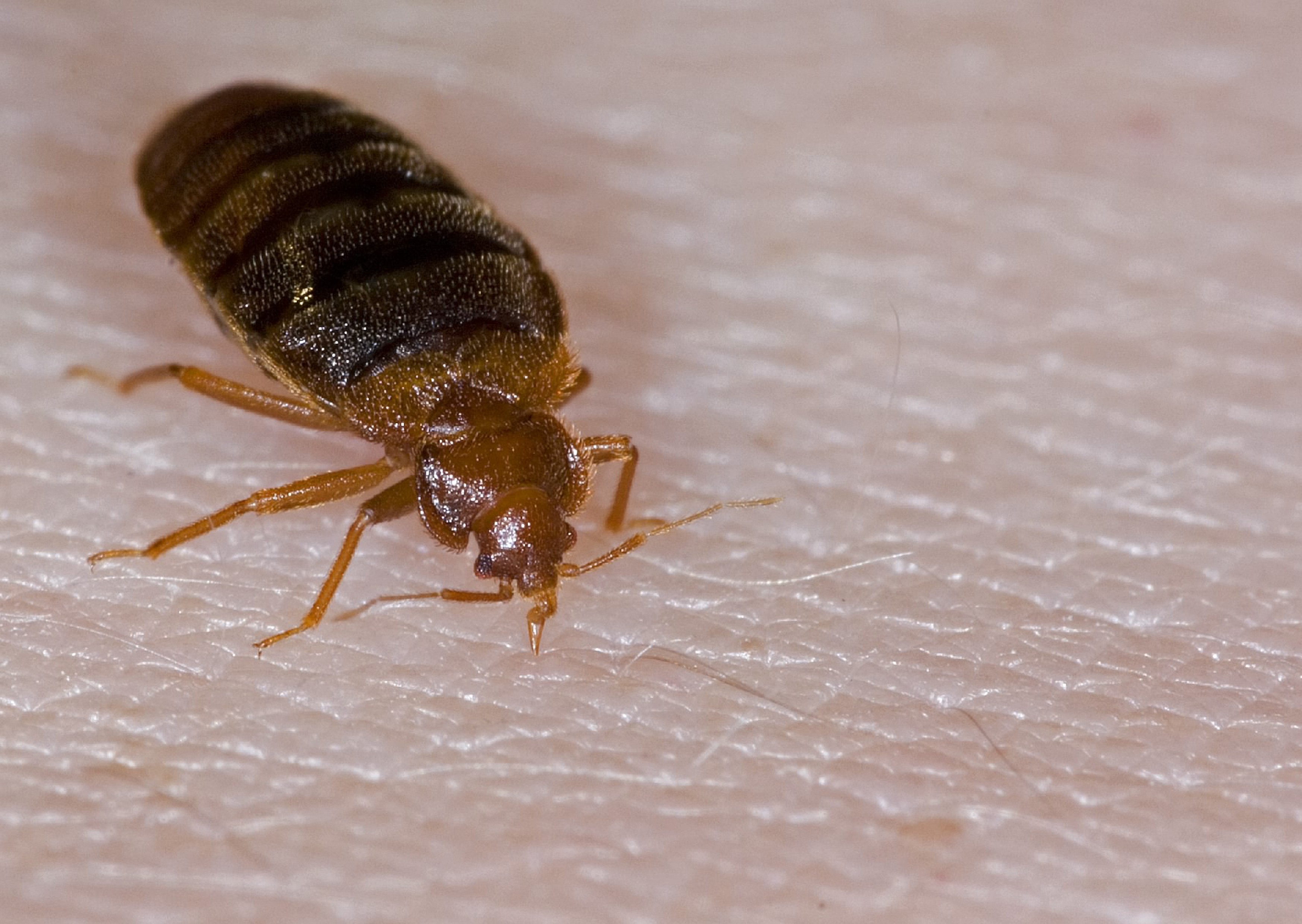 A Bed Bug Can A Bed Bug Get In Your Hair