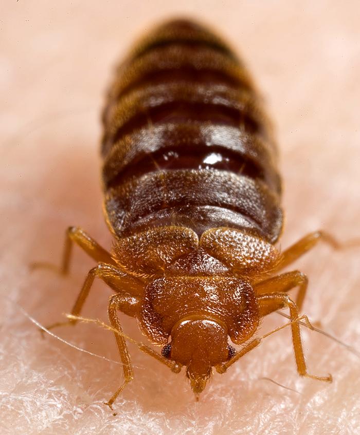 to bed bugs so your best bet is knowing what caused them so you can ...